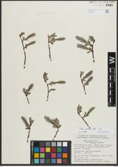 Foto von Salix arctica Pall.